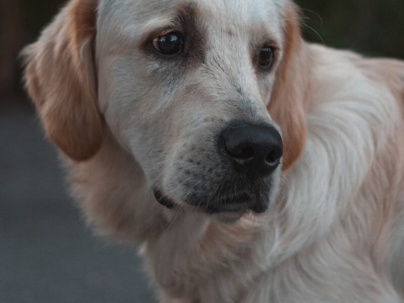 Красная Слобода: уникальное еврейское поселение отмечает историческую дату